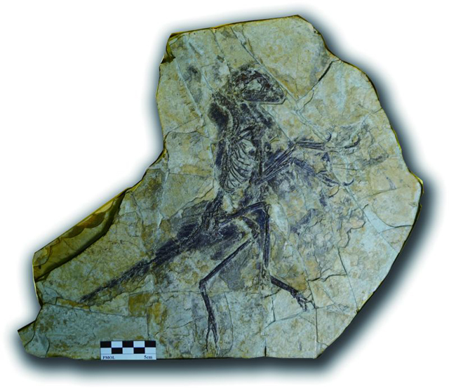 欧洲收藏的辽宁化石“回家” “落户”辽宁古生物博物馆
