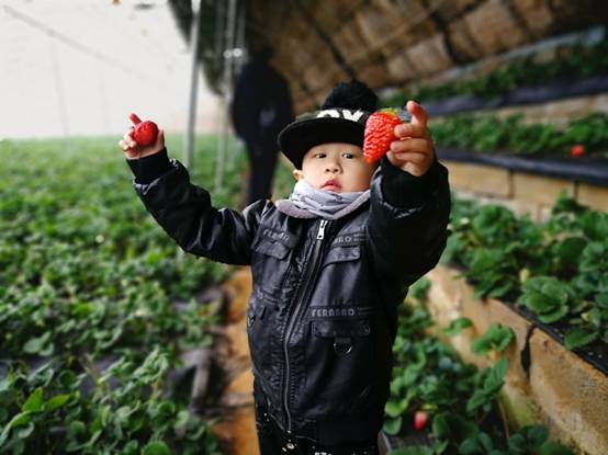 庄河草莓带动农户增收