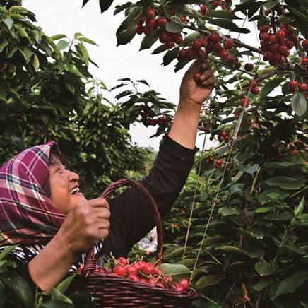 每天近百万斤大樱桃由金普新区发往全国