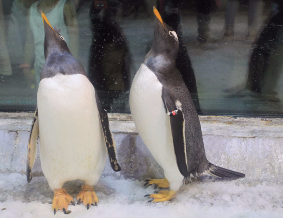 南极企鹅在大连“谈恋爱”