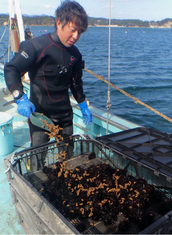 獐子岛联手挪威海胆公司助力全球海洋生态恢复