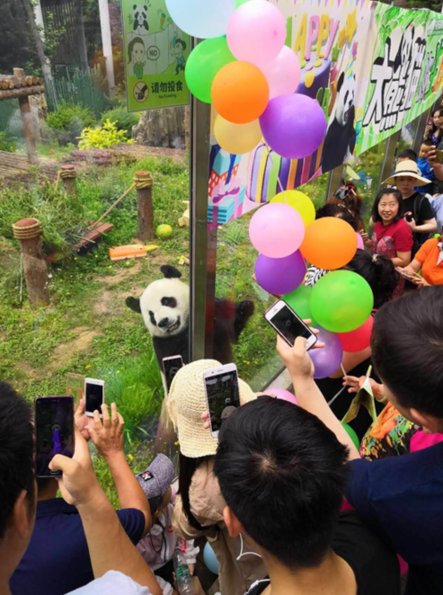 网红大熊猫“金虎”8周岁生日粉丝直播送祝福