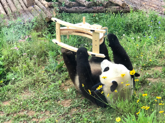 网红大熊猫“金虎”8周岁生日粉丝直播送祝福